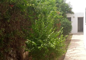 For rent by the year Villa Yasmine Hammamet