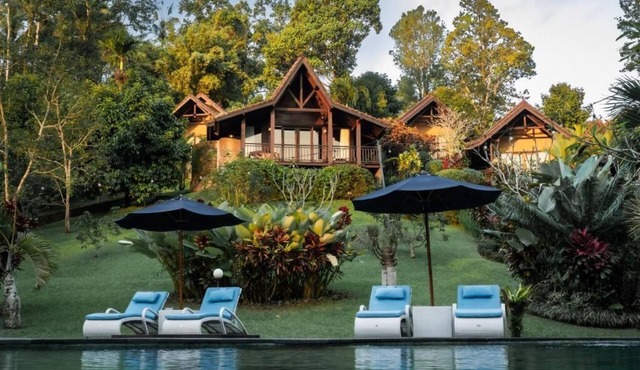 Bali Palms