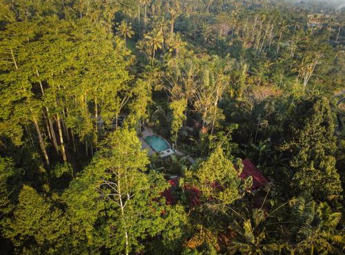 Daydream Lodge Tegallalang