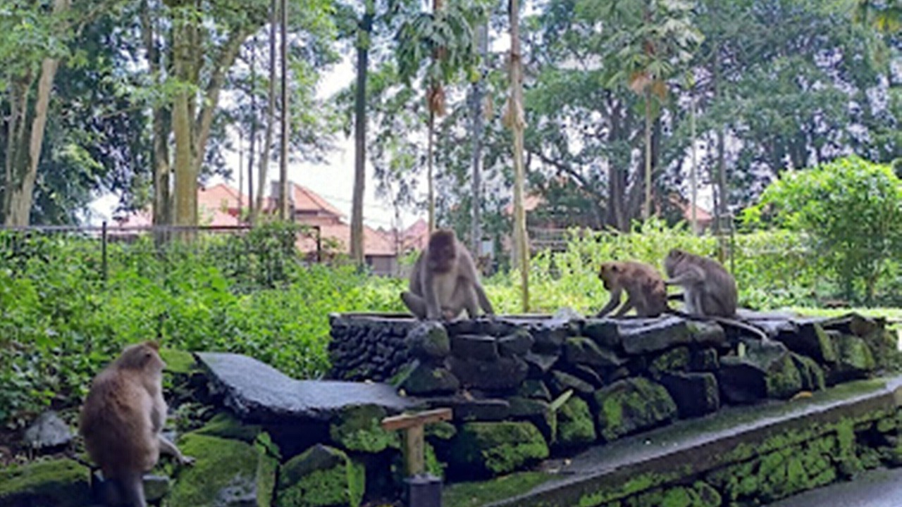 Photo of Others in Kedewatan