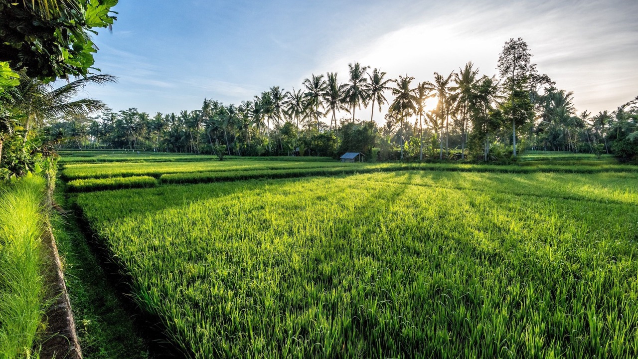 Photo of Others in Peliatan