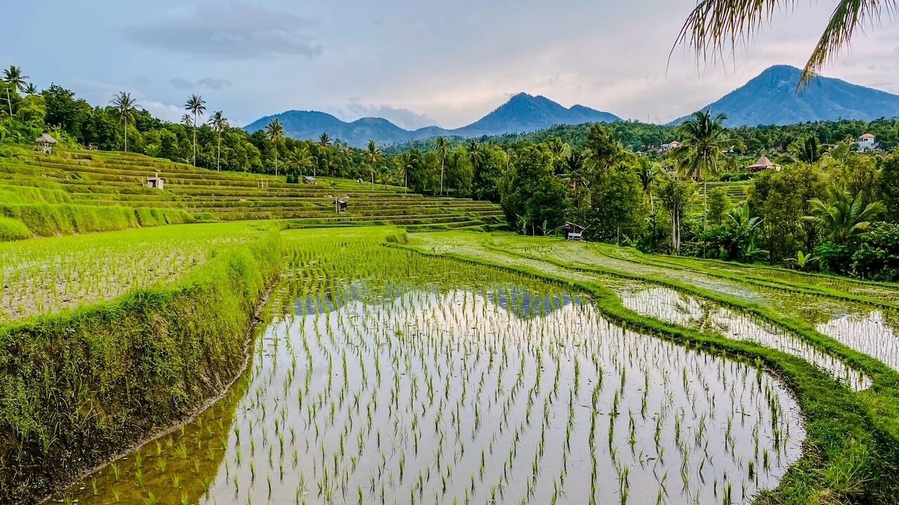 Photo of Outdoor in Munduk