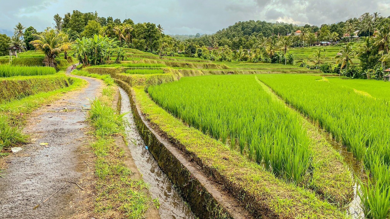 Photo of Outdoor in Munduk