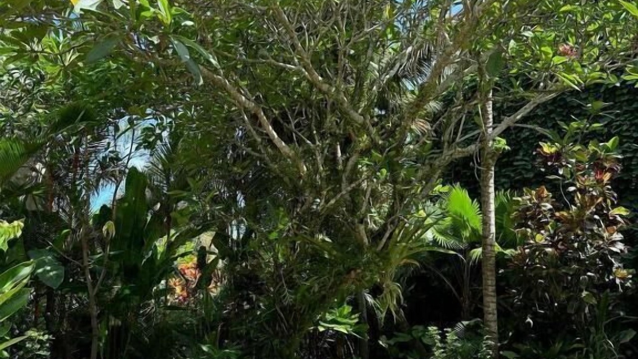 Photo of Patio Balcony in Suraberata
