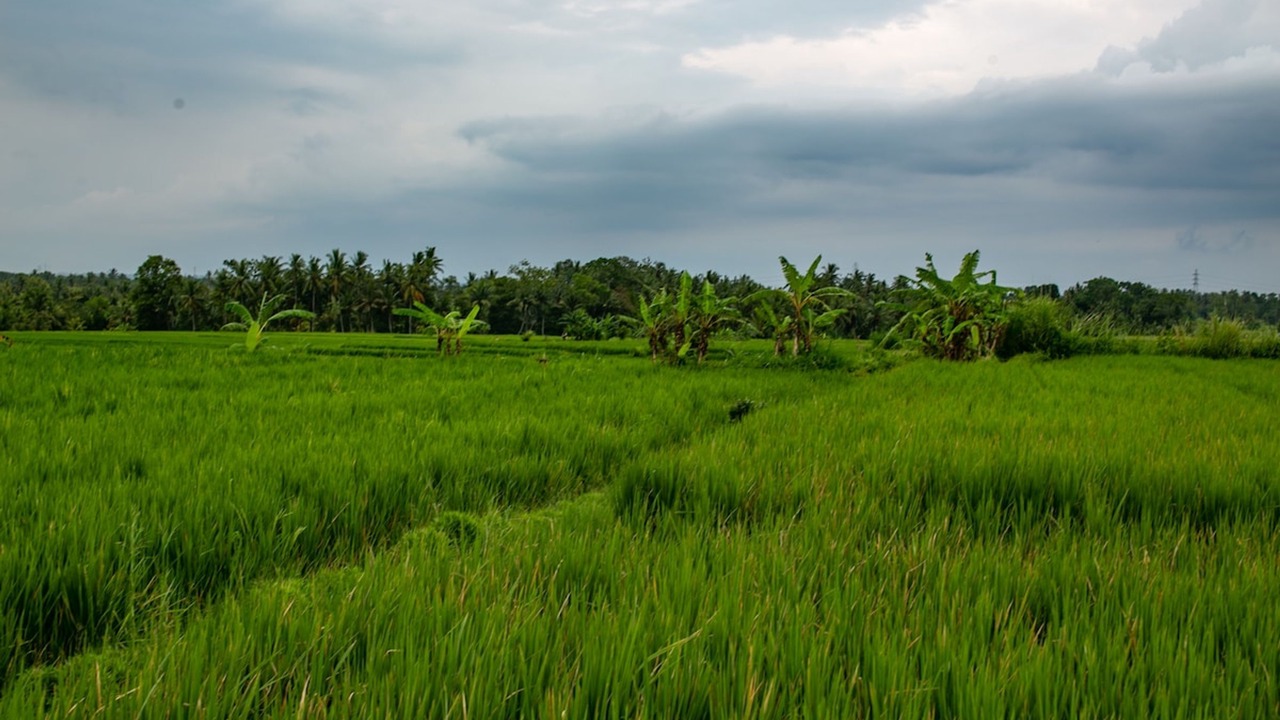 Photo of Others in Kediri