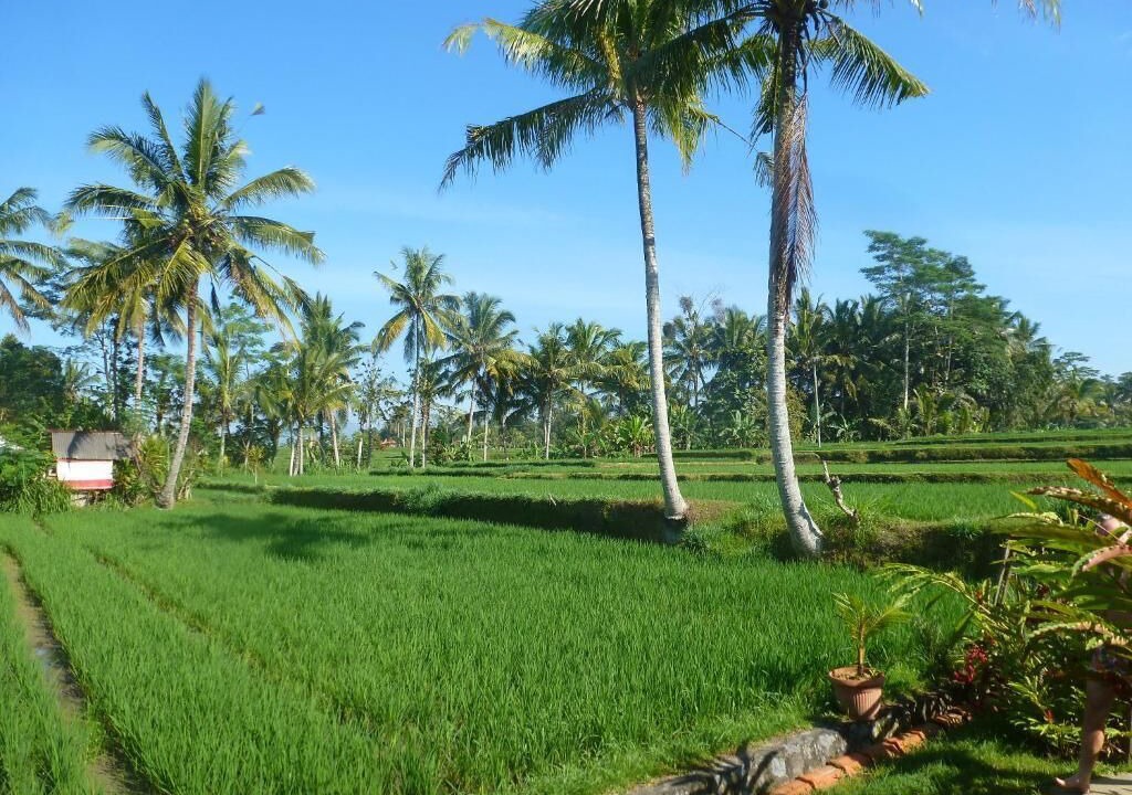 Photo of Outdoor in Tampaksiring