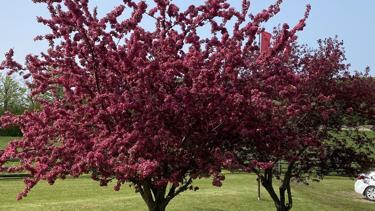 Photo of Outdoor in Duntroon