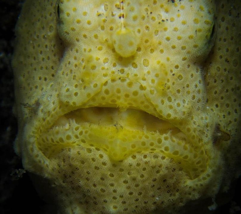 Photo of Others in Pulau Lembeh