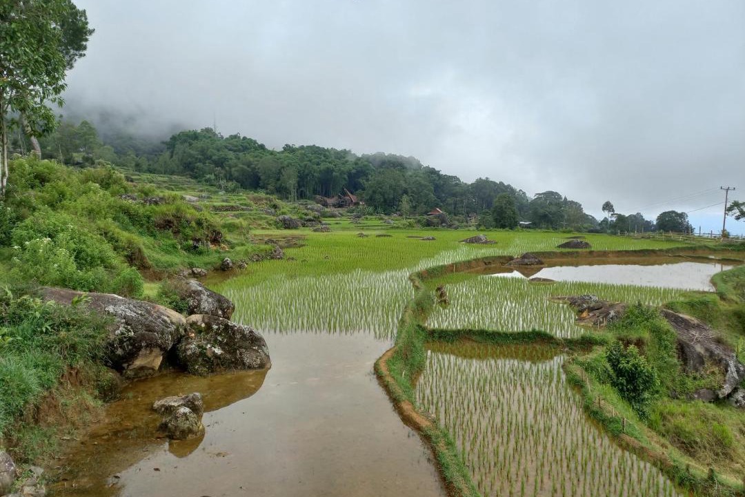 Photo of Others in North Toraja