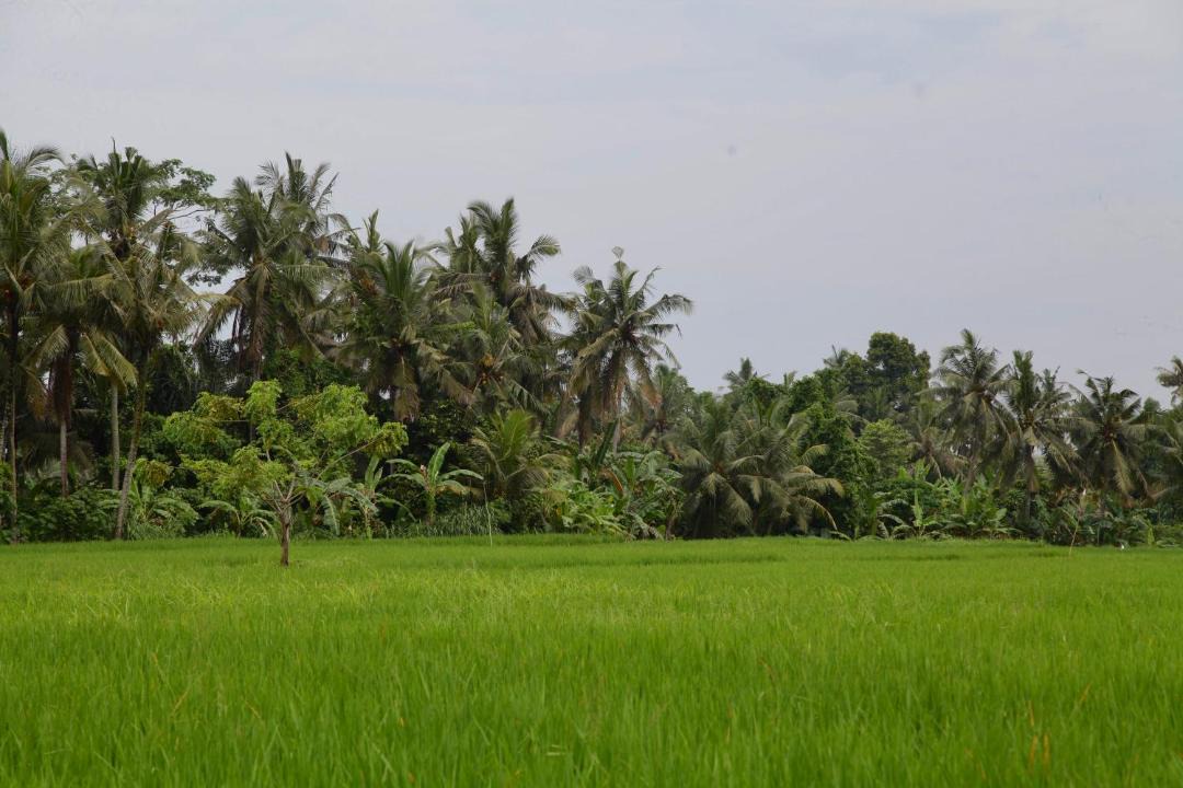 Photo of Others in Lodtunduh