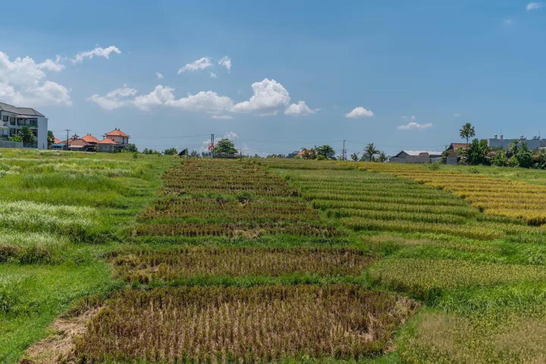 Photo of Others in Cemagi