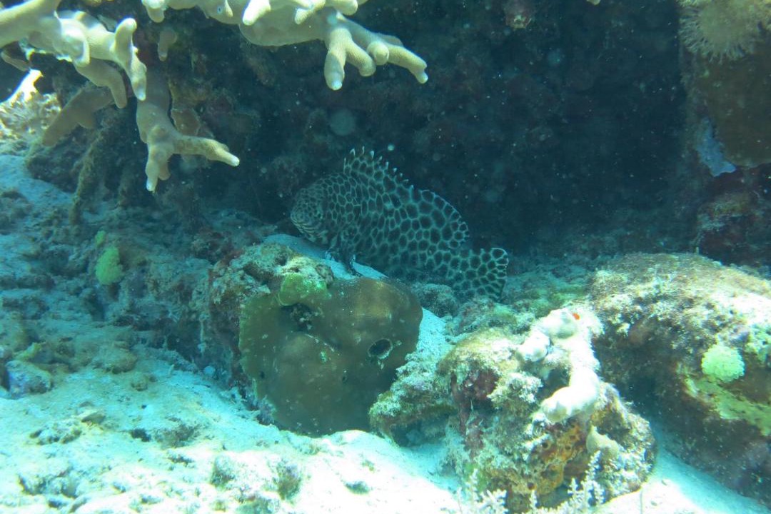 Photo of Others in Pemuteran