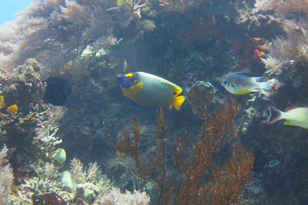 Photo of Others in Pemuteran