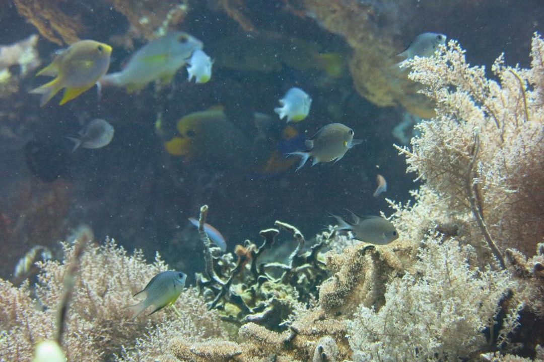 Photo of Others in Pemuteran