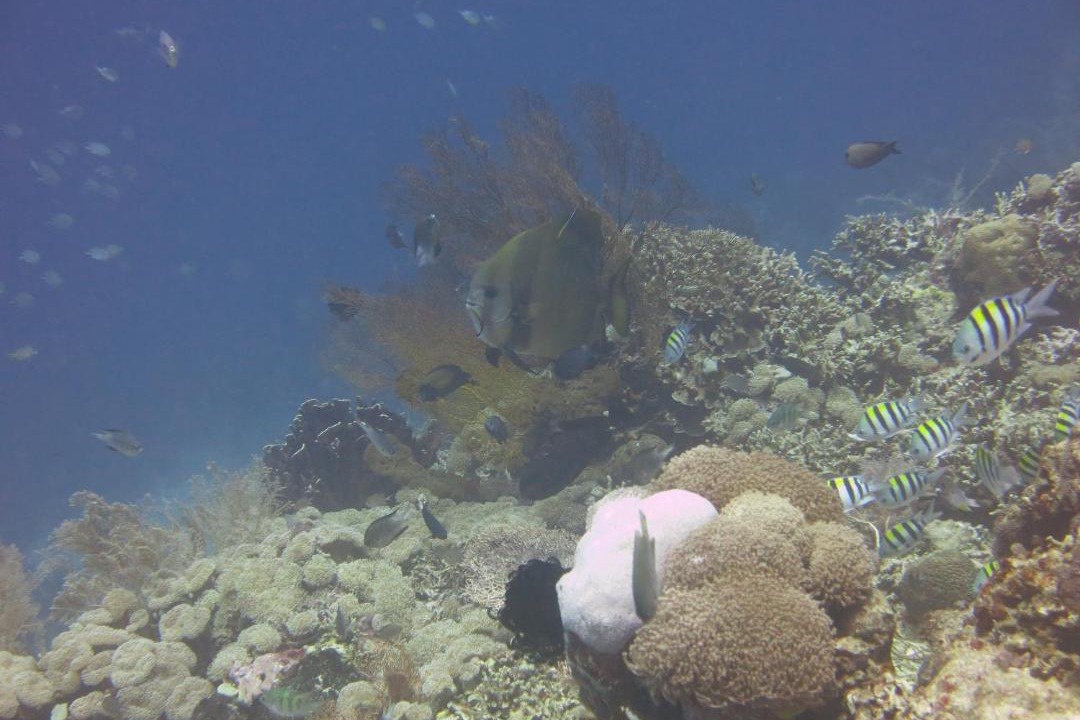 Photo of Others in Pemuteran