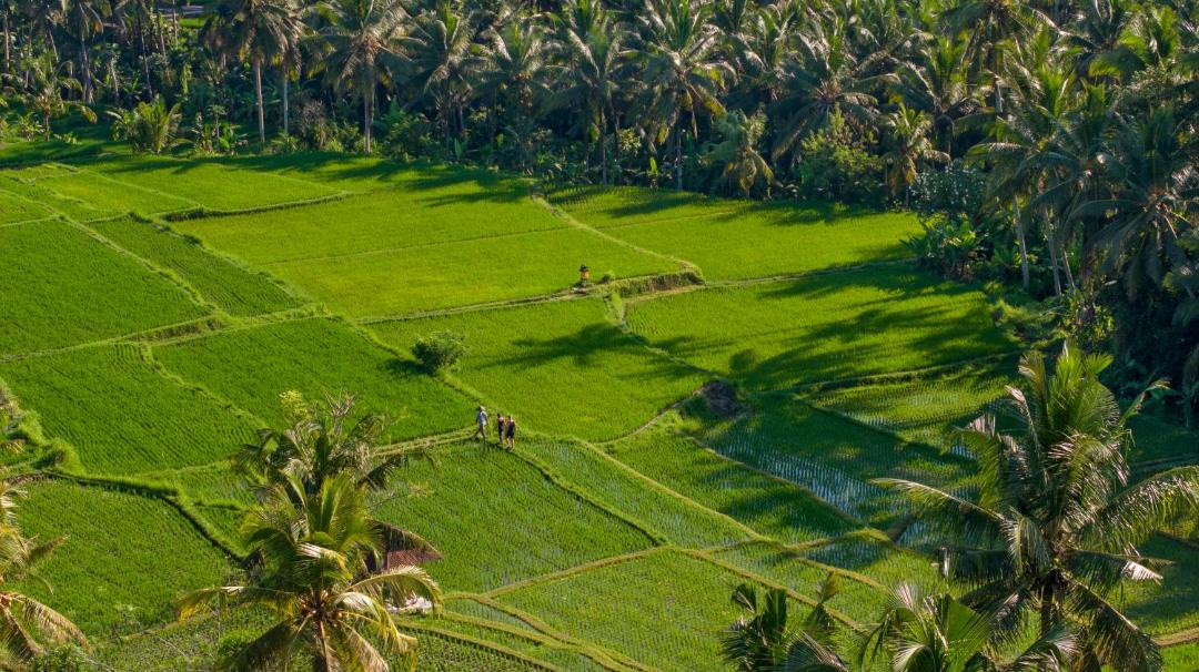 Photo of Others in Ubud