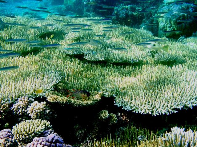 Photo of Others in Batudaka Island