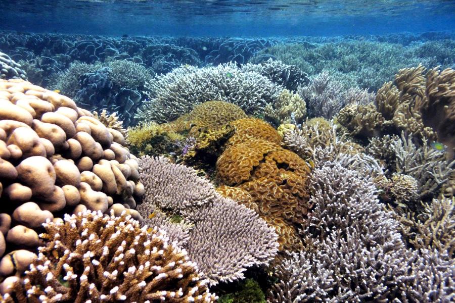 Photo of Others in Batudaka Island