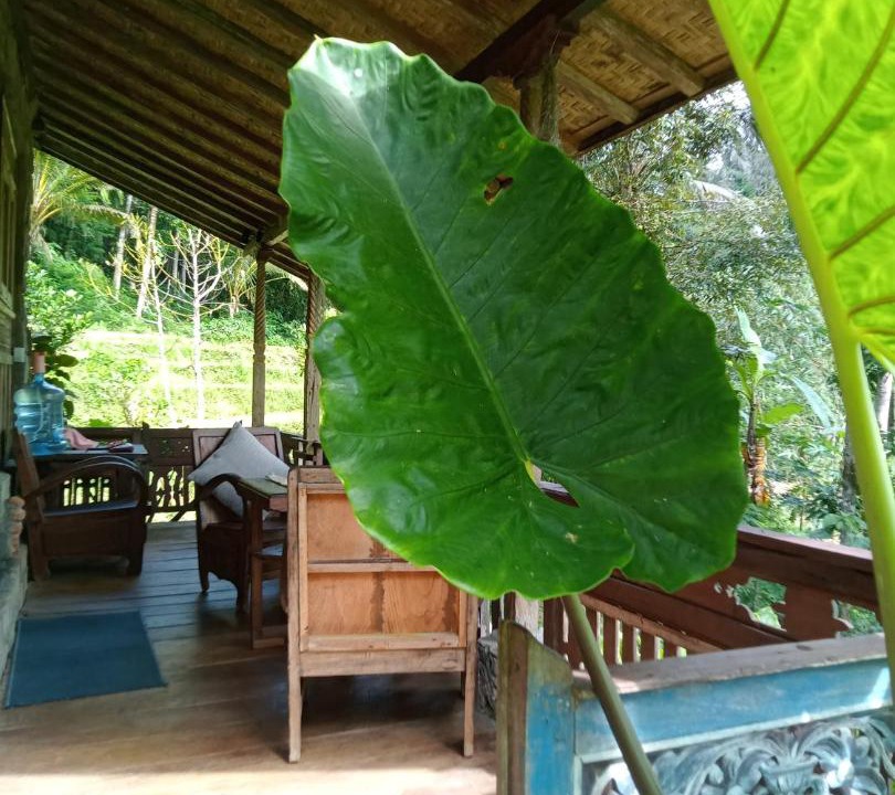 Photo of Others in Wongaya Gede