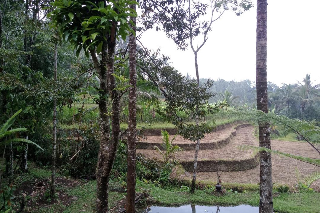 Photo of Others in Wongaya Gede