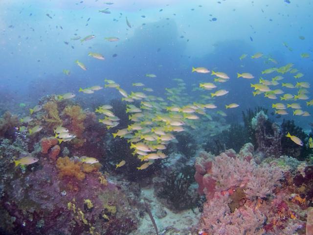 Photo of Others in Bangka Island