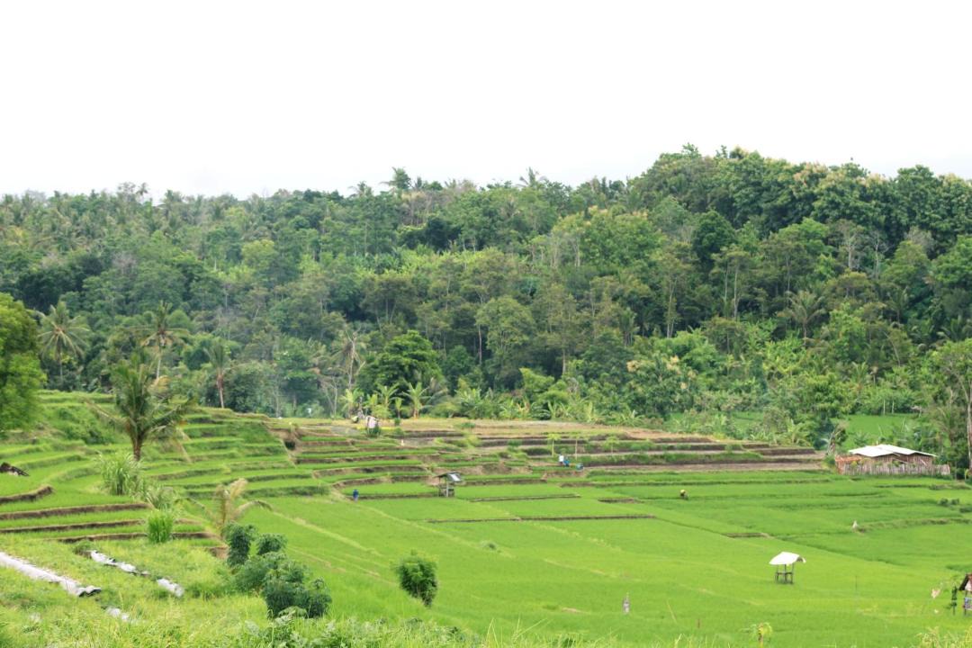 Photo of Others in Medewi