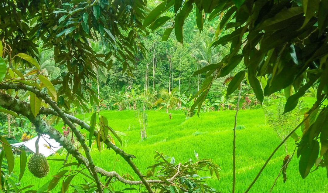 Photo of Others in Sawan