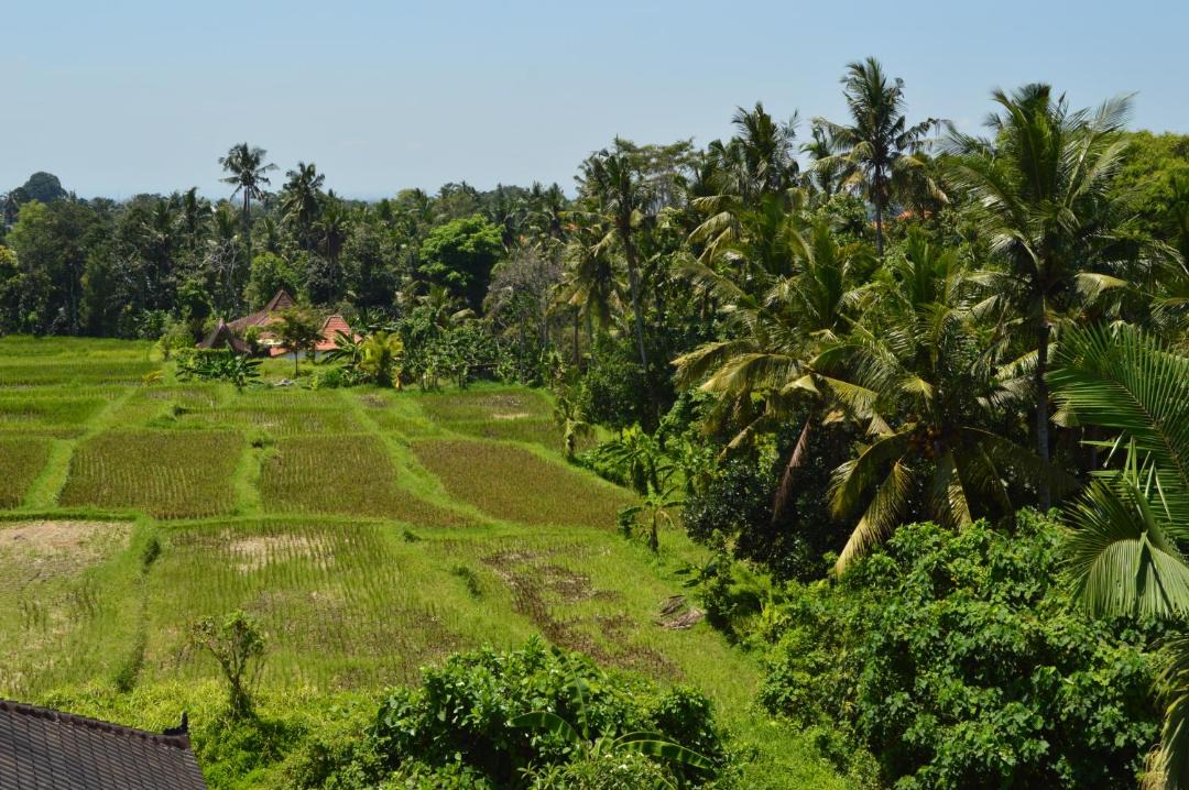 Photo of Others in Kutuh Kaja