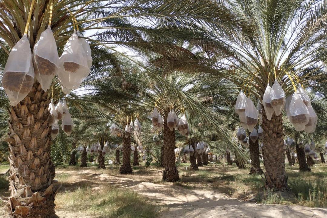 Photo of Others in Douz