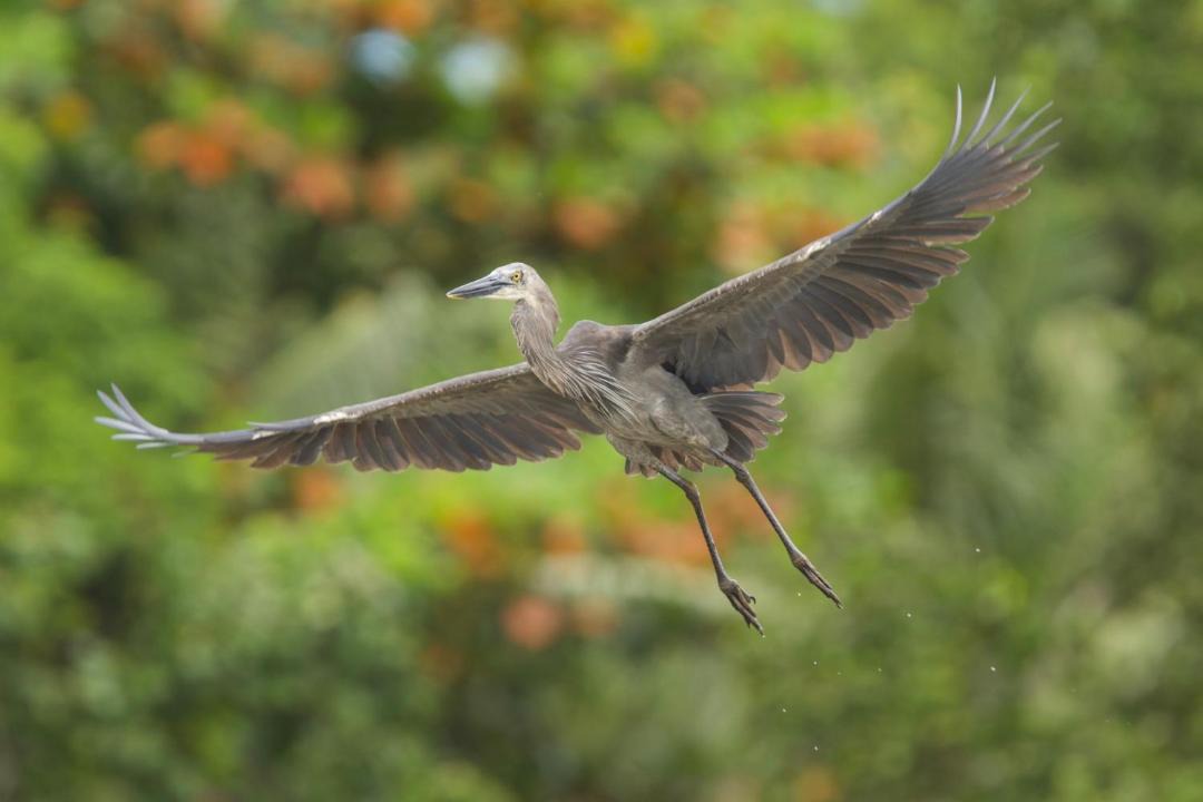 Photo of Others in Bangka Island