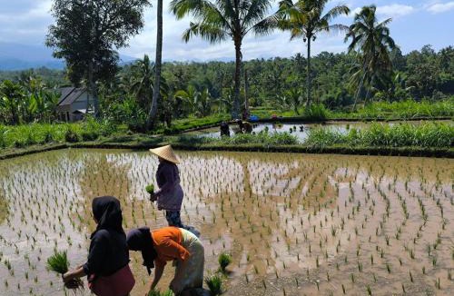 Tetebatu House | Future Retreat Homestay
