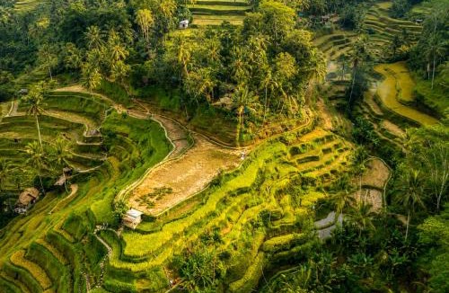 Singakerta Villa | 6 BR Luxury Sanctuary in Ubud Nature