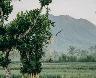 Selat Villa | Asvara Eco Bali Bamboo House