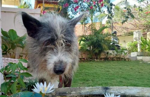 Ungasan House | Villa Ricca Eco Lodge